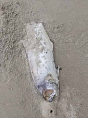 Scomberoides