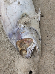 Scomberoides