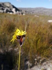 Bobartia rufa