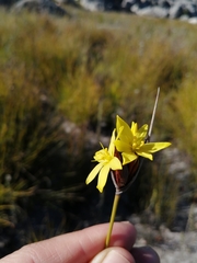Bobartia rufa