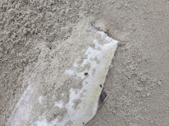 Scomberoides