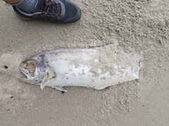 Scomberoides