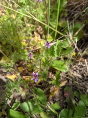 Pelargonium columbinum