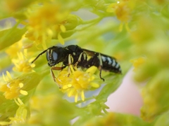 Ectemnius ruficornis