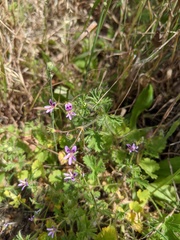 Pelargonium columbinum