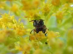 Ectemnius ruficornis