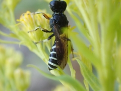 Ectemnius ruficornis