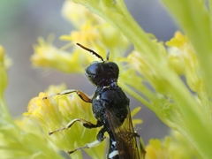 Ectemnius ruficornis