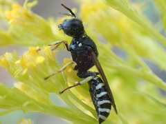 Ectemnius ruficornis