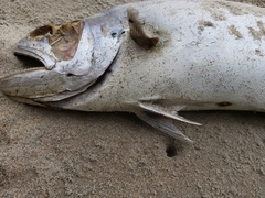 Scomberoides