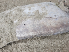 Scomberoides