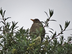 Turdus chiguanco