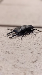 Dorcus rectus