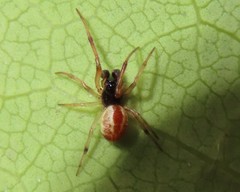 Theridion theridioides