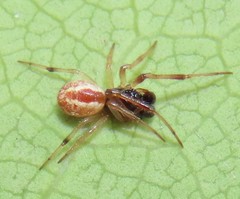 Theridion theridioides