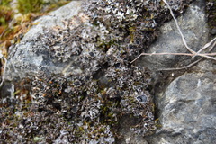 Physconia americana