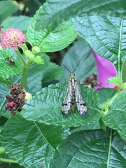 Panorpa lacedaemonia