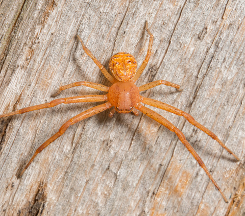 Sad Ground Crab Spider photo 3