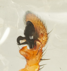 Xysticus funestus