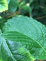 Panorpa lacedaemonia