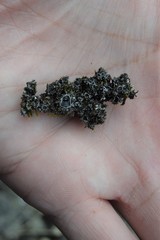 Physconia americana