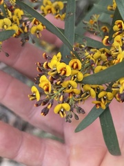 Daviesia leptophylla