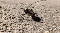 Batocera lineolata