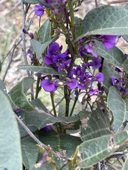 Hardenbergia violacea