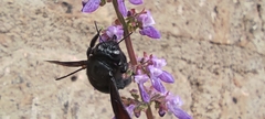 Xylocopa