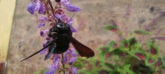 Xylocopa