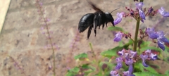 Xylocopa