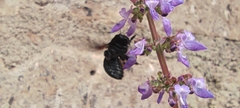 Xylocopa