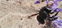 Xylocopa