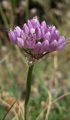 Allium angulosum