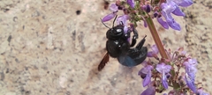 Xylocopa