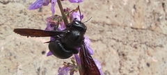 Xylocopa