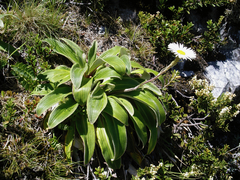 Celmisia verbascifolia