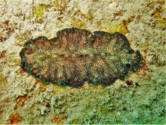 Pseudoceros agattiensis