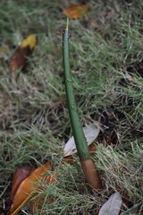 Rhizophora mangle image