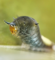 Graphium agamemnon agamemnon