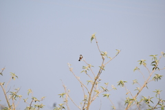 Pyrocephalus rubinus