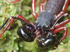 Hypoctonus