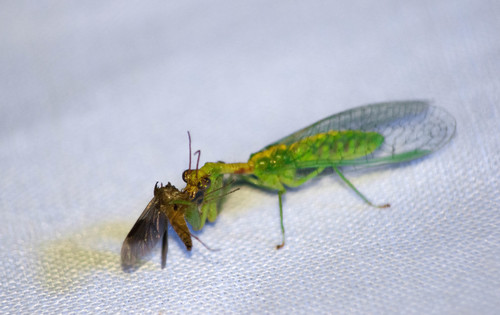 Green Mantisfly photo 4