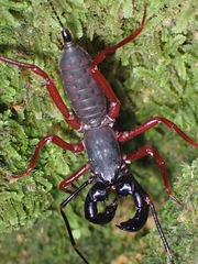 Hypoctonus