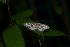 Percnia