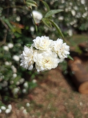 Rosa banksiae