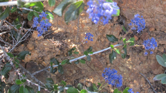 Ceanothus lemmonii