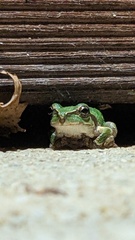 Hyla japonica