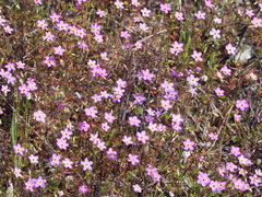 Leptosiphon ambiguus