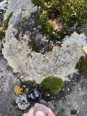 Lecanora argopholis